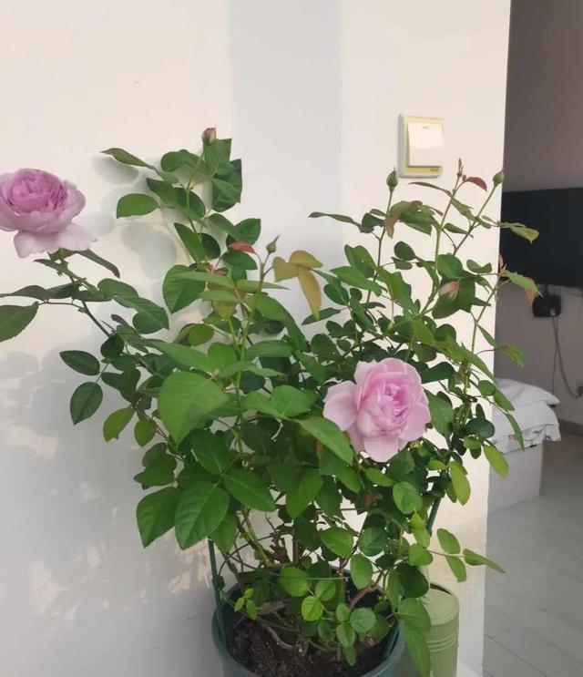 这4种花入冬就“假死”，简单处理一下，明年继续花开烂漫