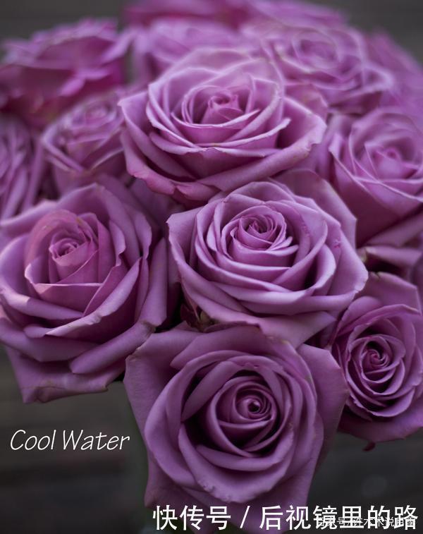 20款紫色月季品种。浓香、抗病非常好养,天然紫色唯美盛开