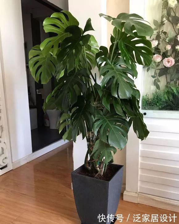 花盆|龟背竹很上档次，客厅养它最合适，满足温度，湿度就能养的很好