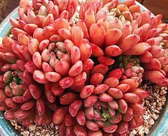 新手适合养什么植物，不妨看看这些多肉，漂亮又好养