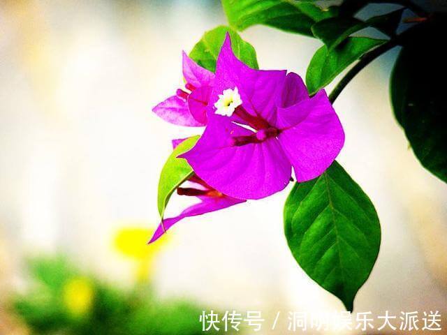 养护|夏天想要养好三角梅,想要它开花不断,几点养护很关键