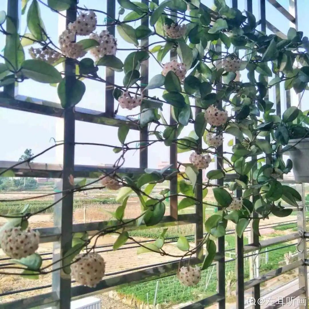 香味|卧室不能养的花,对身体有大危害,一盆也不行