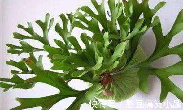 此5种植物，叶子“奇特”又漂亮，养在家里大气、又好看