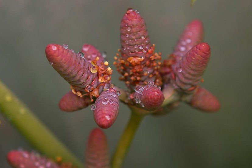 叶子最大的陆生植物,又叫“沙漠八爪鱼”,最老的一株已超两千岁