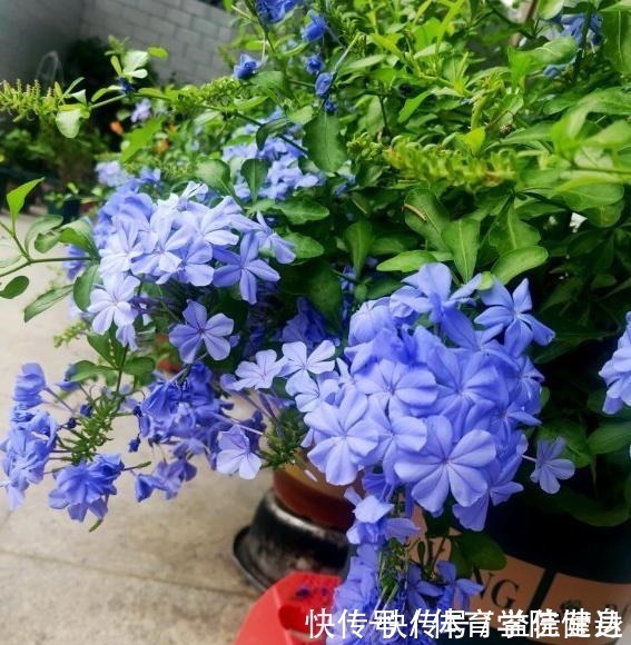 枝条|家里没有强光照,4种花不要养,根本长不好、不开花,纯属浪费钱!