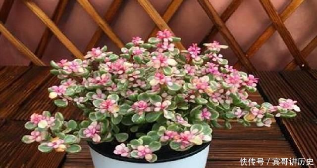 3种花就是“小盆命”,越“挤”长得越健康,不烂根长得旺