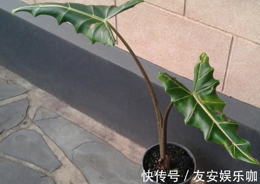 摆室内,为了净化空气,选什么盆栽?这4款大叶子植物堪称首选