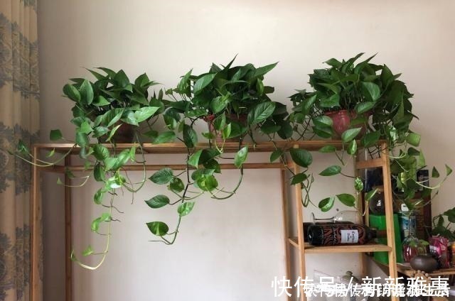 松针|家里花卉换盆,剩下“旧土”怎么办老花匠“这么”处理更肥沃!