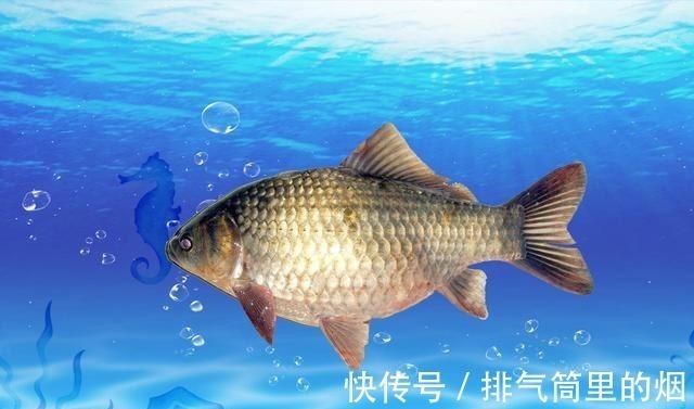 小药|钓鲫鱼怎样搭配线组钓鲫鱼该如何调漂钓鲫鱼的看漂抓口技巧!