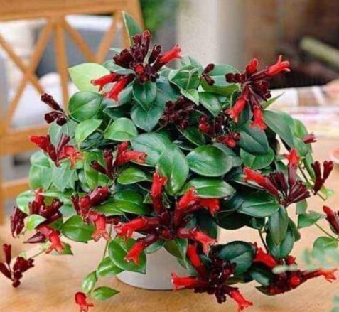 几种漂亮花，花朵多又艳，开花美长势旺，内敛美