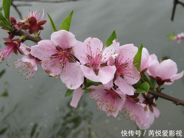 女人过了42岁后,衰老速度加快,会用“3花”,祛斑养颜、抗衰老