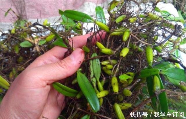 遇到这种寄生“果上叶”,可别再砍掉了,加青苔做盆景,比石斛美!