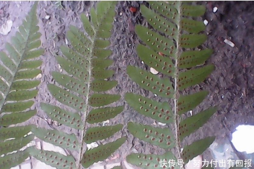 叶片|养花长虫怎么办？学会使用这三物，保证植物长得好，叶片绿油油！