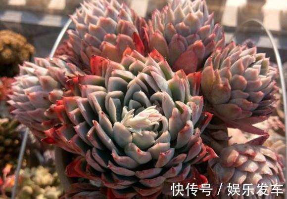 叶插|单头多肉如何变成多头,4个方法可供选择,多头的多肉真的太美了