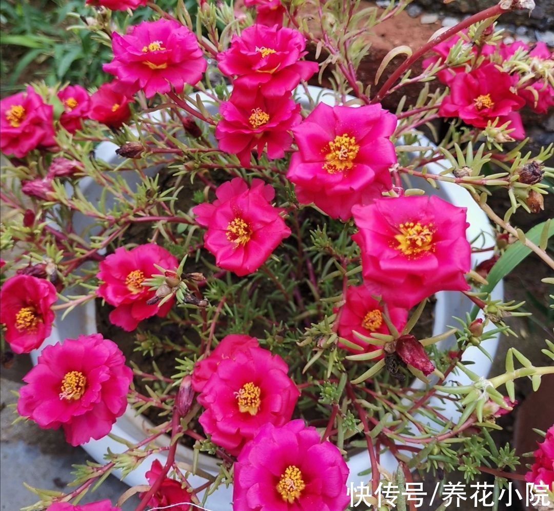 盘点十大“好养花”，开花漂亮又好养，适合养不好花的人