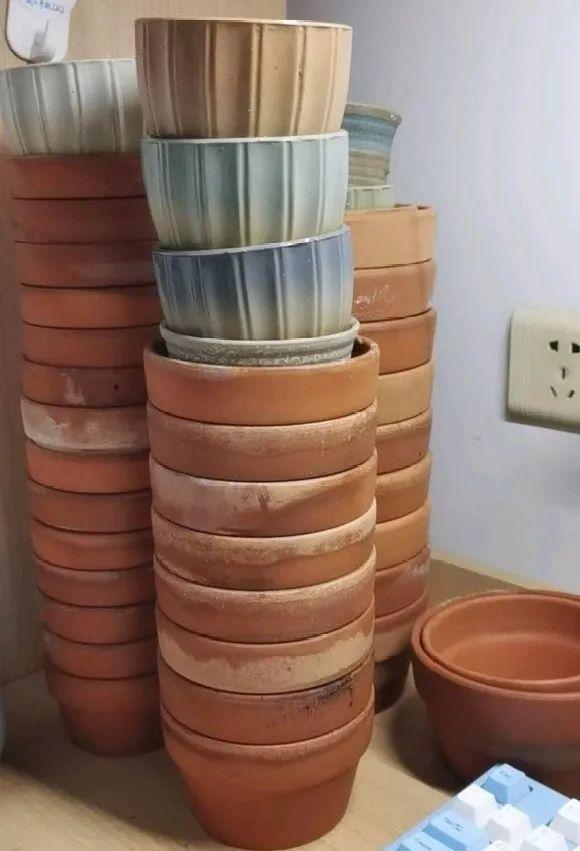 3个月后才回家，家里的花疯了，墙缝、房顶都爬满！