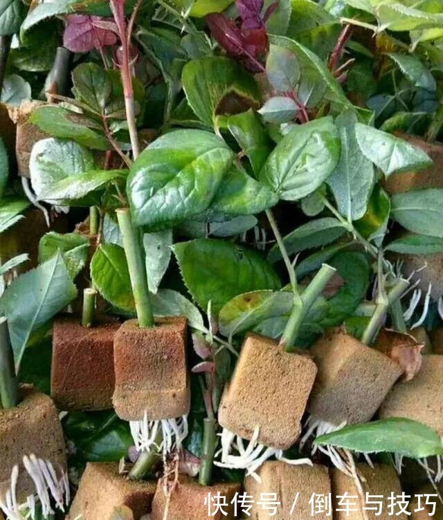 学会了这几点扦插技巧,随时随地扦插,棵棵都成活,非常简单!