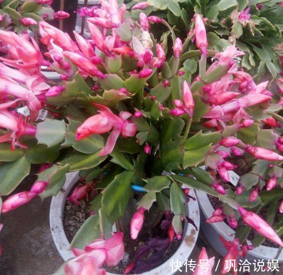 植物|秋养长寿花、蟹爪兰,3方面打好基础,9、10月就能嗖嗖开花