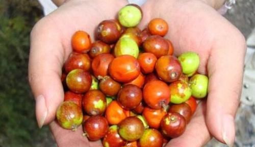 塞药|痔疮最怕这几样食物,每天吃两口,消炎除痔,比“塞药”管用