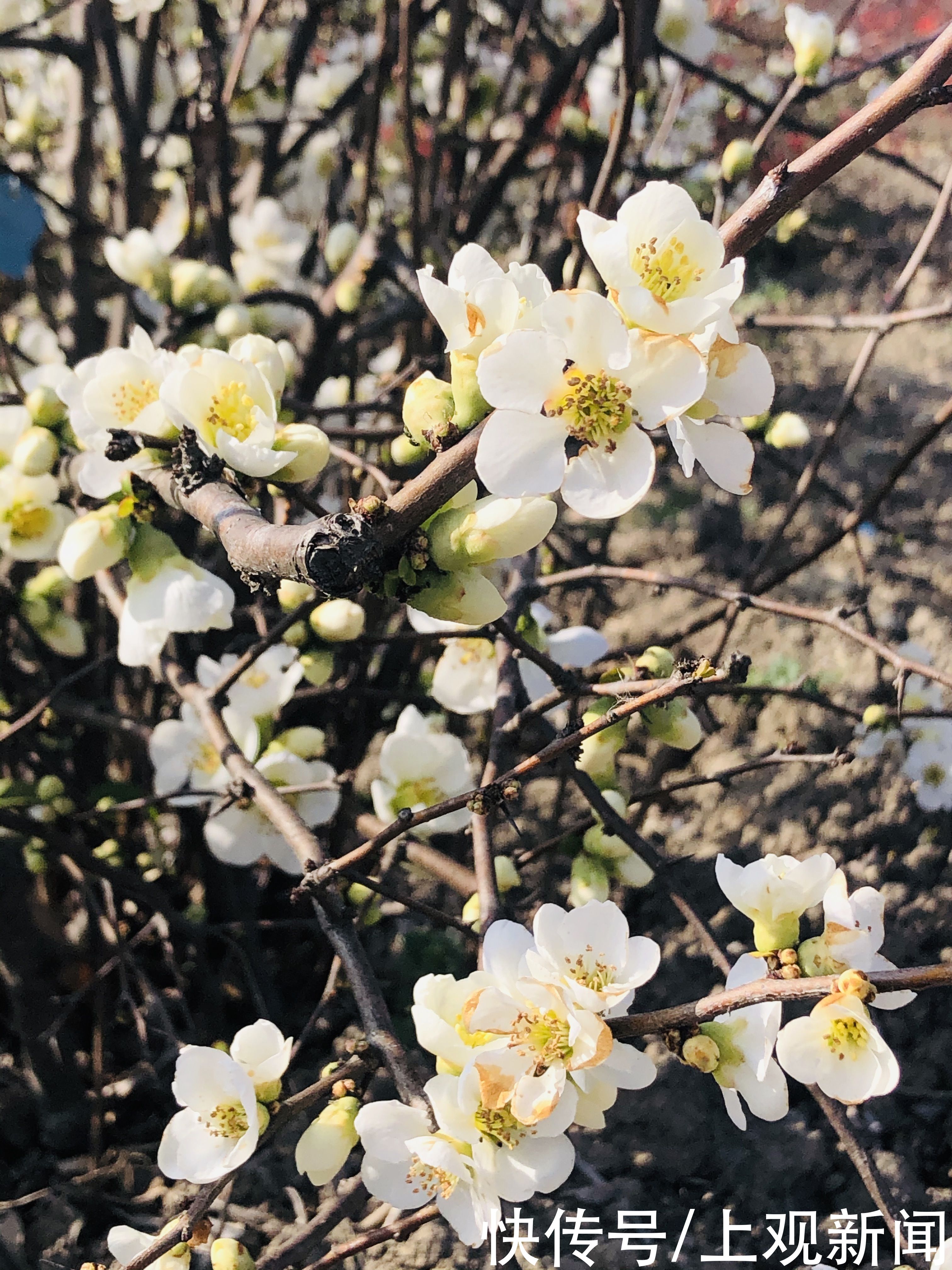 春暖花开，松江这里活该这么美