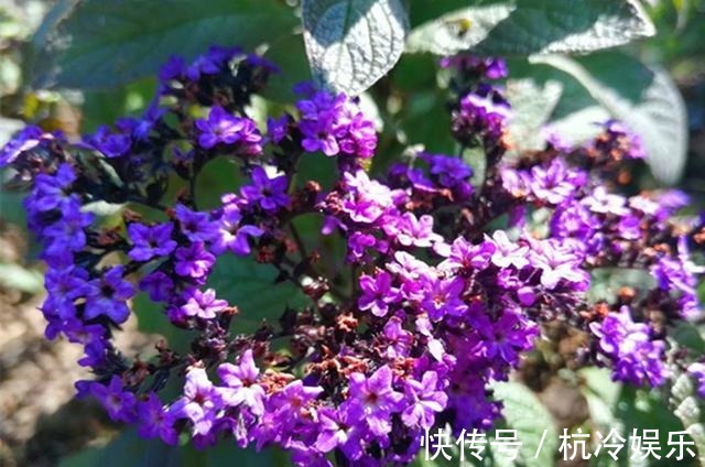 植株|和香水一样香的草,紫色花朵超迷人,阳台种一盆,又香又美