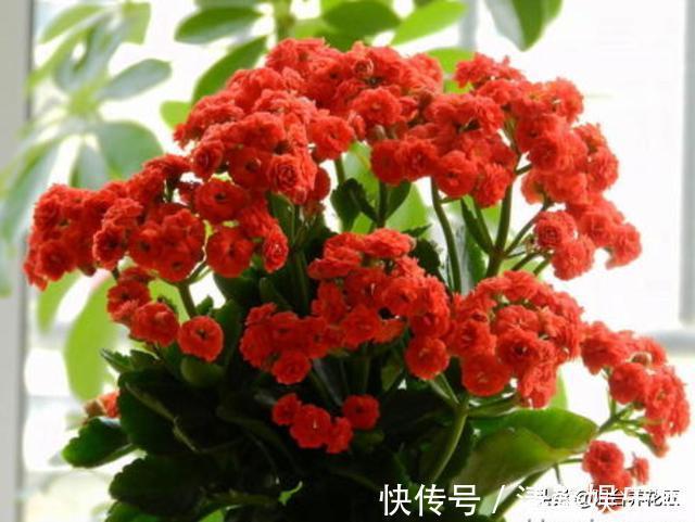 休眠|秋天,养护长寿花,做好这“4要点”,叶片肥厚,花苞蹭蹭冒不停