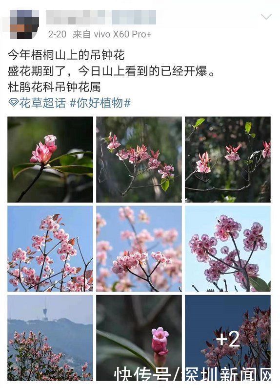 教堂|错过等一年！梧桐山最美花海盛开，漫山遍野一片粉