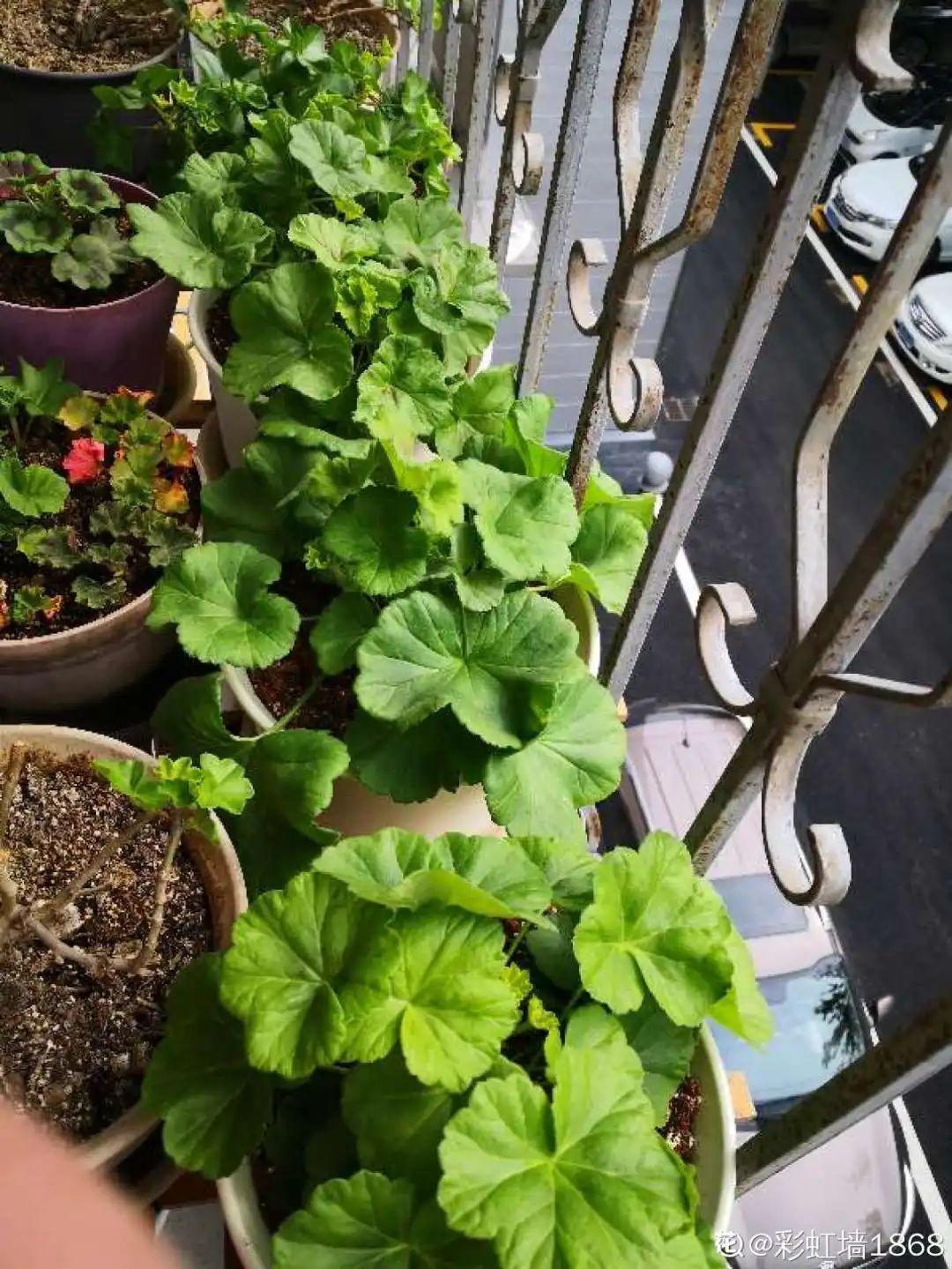 8种花夏天太容易死,现在赶紧扦插,死了也不心疼!