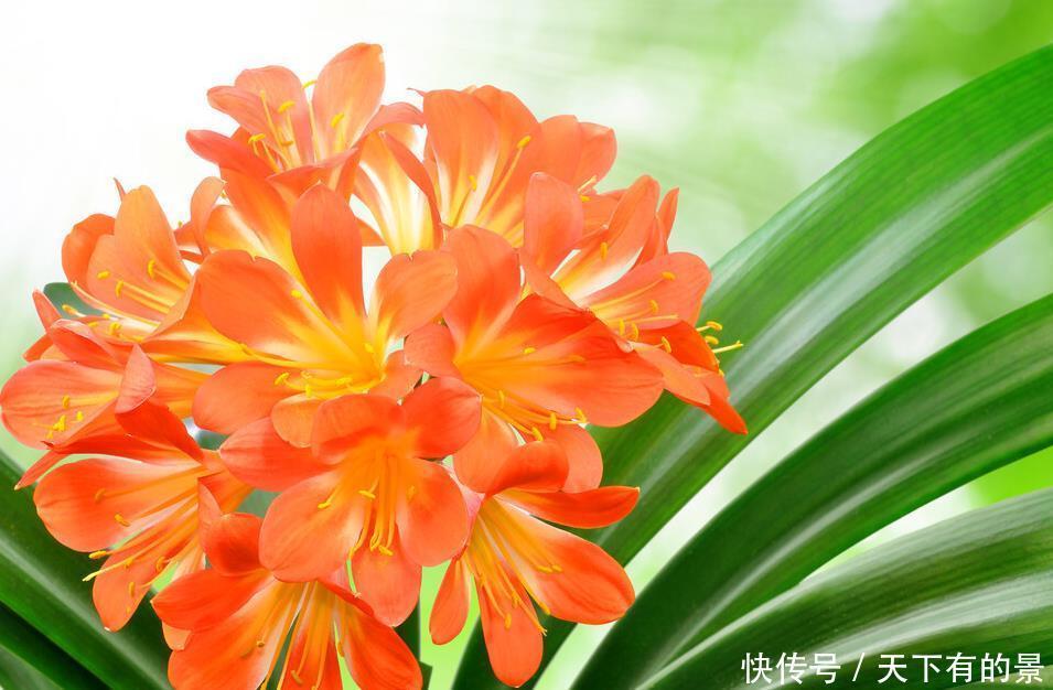 “春不出,夏不晒,秋不干,冬不湿”,君子兰的四季莳养