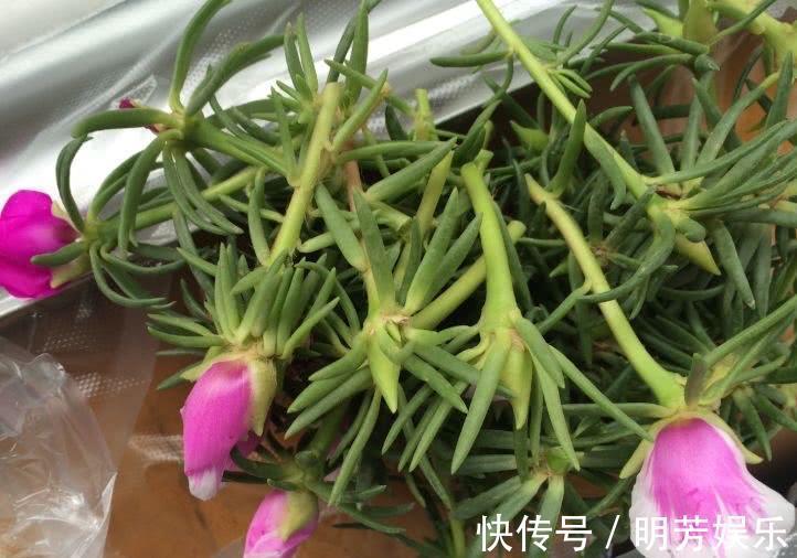 扦插|养花新手，就扦插这4种花，长根快成活快，越养越多颜值超高