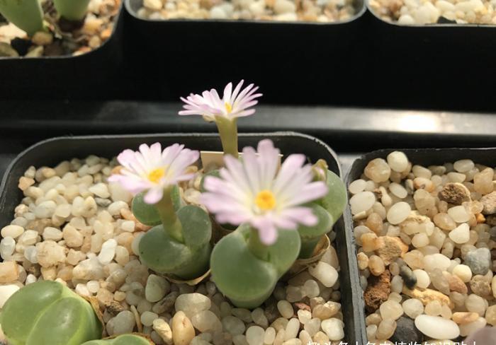 补光灯|办公桌养多肉别大意,这几点小知识我来告诉你