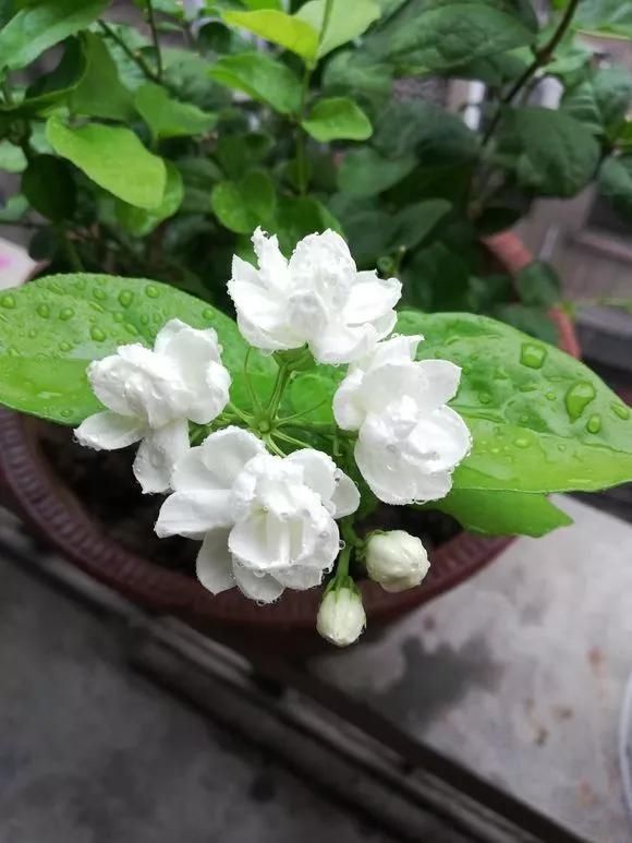 趁天|4种“残花梗”,趁天热赶紧剪,插土里10天生根,很快爆芽