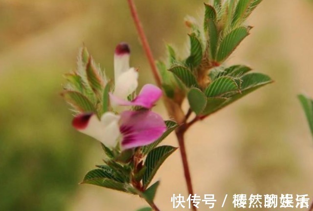 农村|一种野草长得像苍蝇眼，俗称“掐不齐”，农村人用它治感冒发热