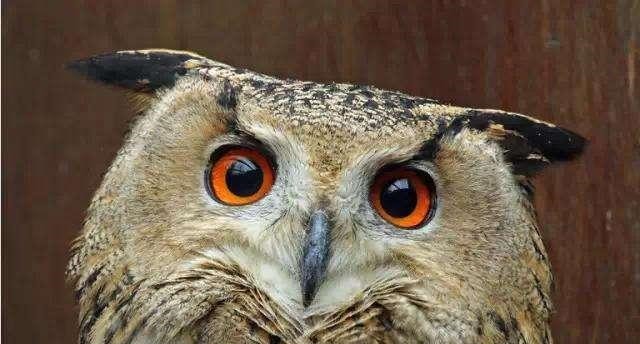 生商|“天命玄鸟,降而生商”中的“玄鸟”其实就是猫头鹰!