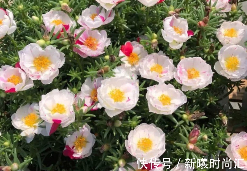 天热养花不能错过的3种向阳植物,每一个都是沾土即活