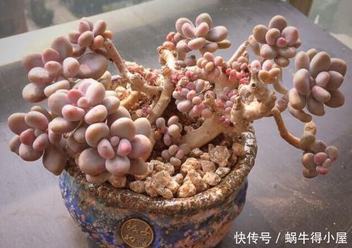 爱多肉的花友都养过的6个品种,颜值高好养护,最后一种开满花!