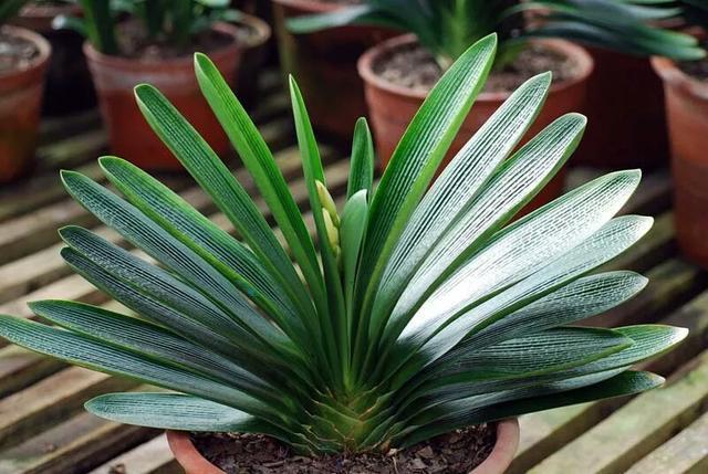 君子兰老苗根系扎些孔,明年花盆爆满芽,附上具体方法