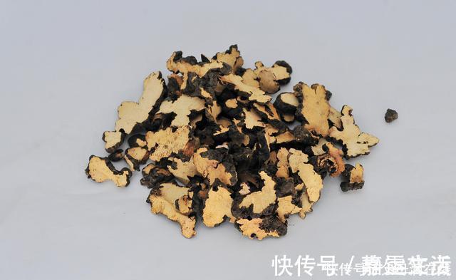 猪苓|有一味中药取名不太雅，善于利水祛湿，去湿气诸药“无如此快”