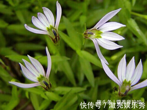 2种野草,名字相似,作用却大不同,价值很珍贵,若遇见,请珍惜