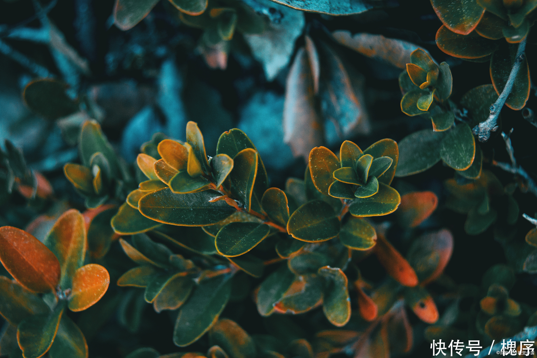 3万买棵盆景树,有人说不值,绿化带里大把,你觉得呢?