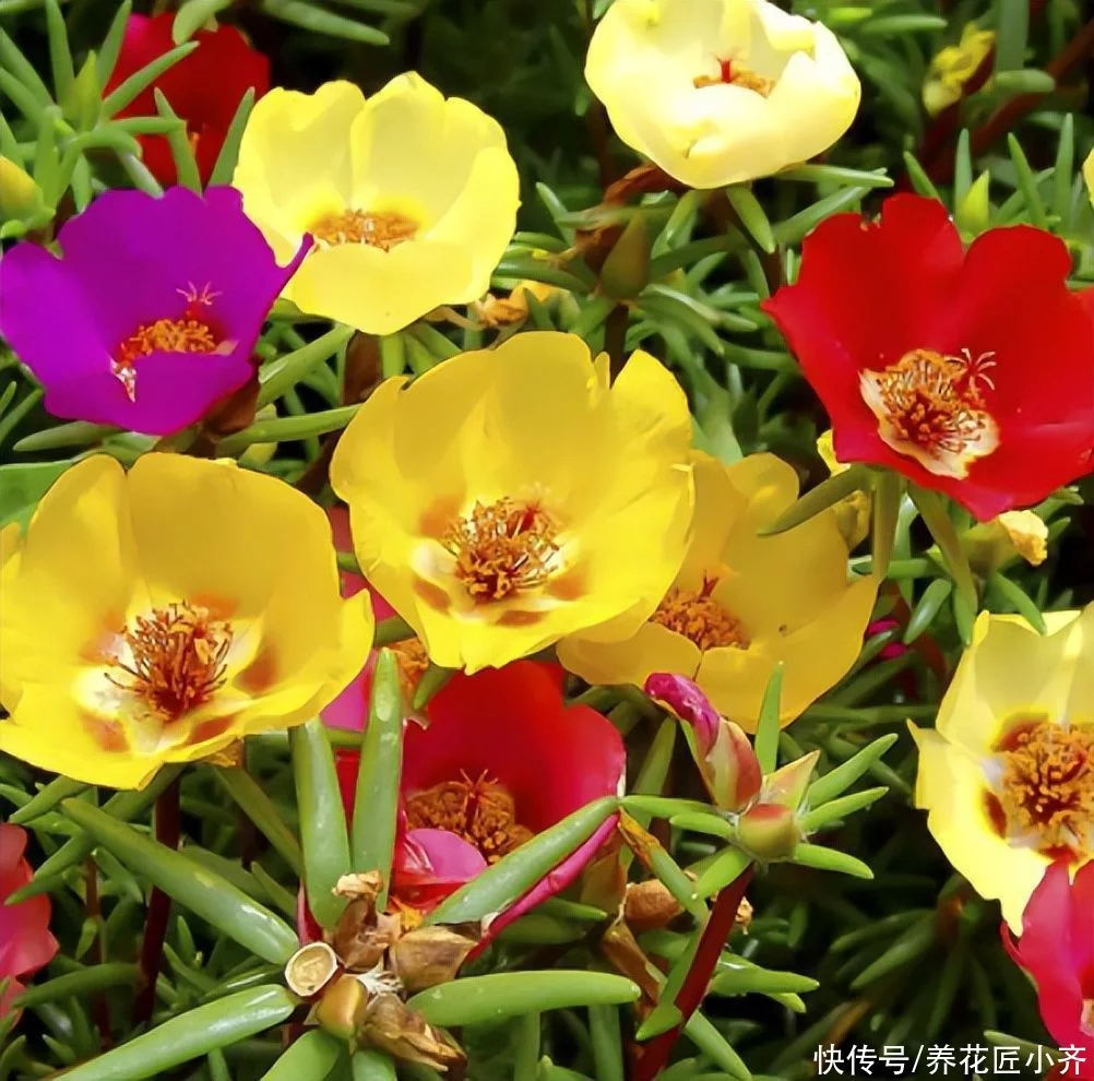 天下风物——《10种“流氓花”，养它的都“后悔”了，一棵就泛滥，铲都铲不完》风光题照