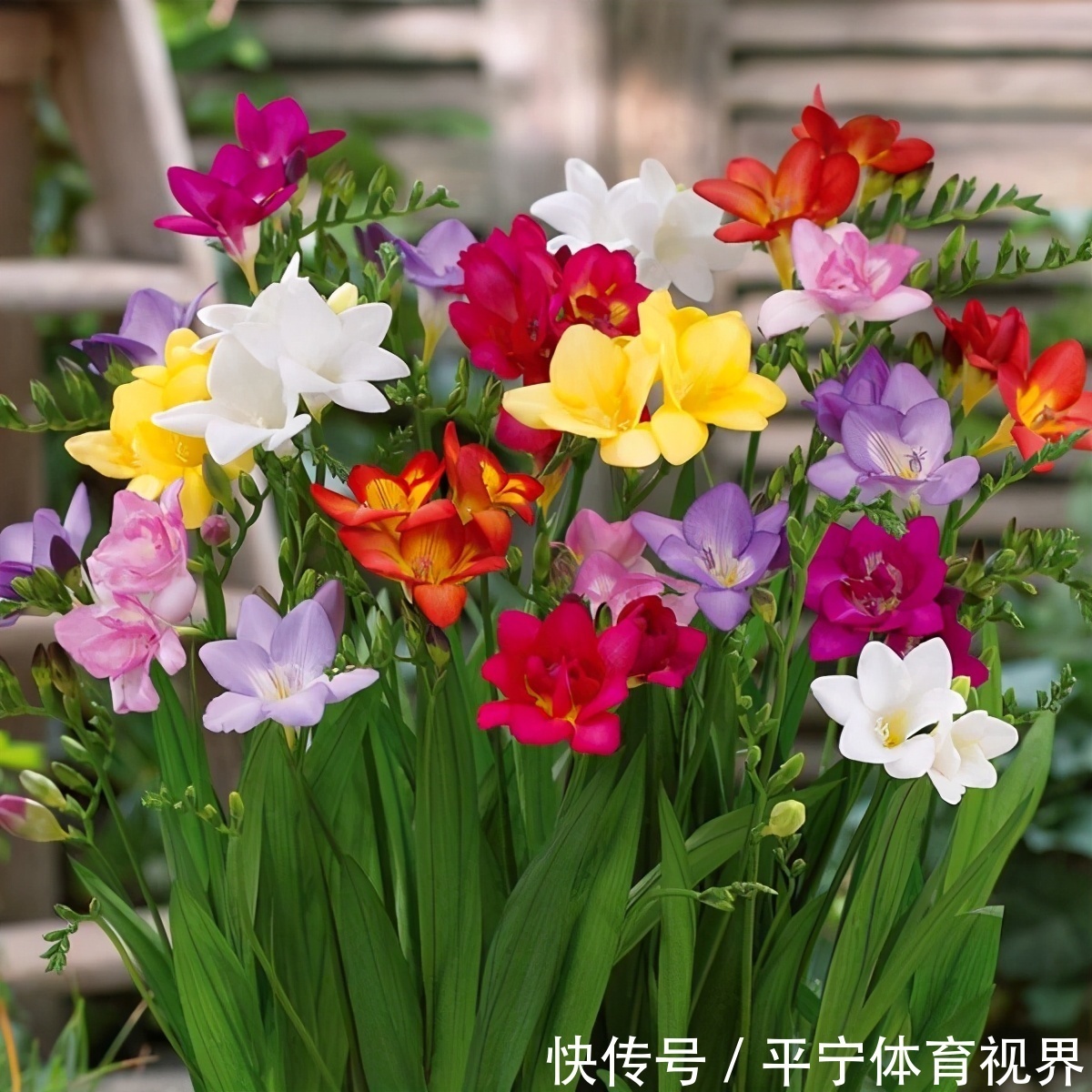 春节|这几种花冬天开爆盆,但一般人家养得不多,现在养正开花,很漂亮