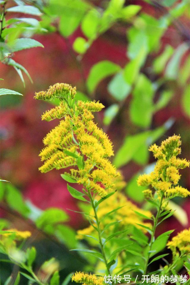 外来物种入侵济南！“加拿大一枝黄花”现身平阴河边