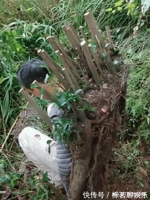 生活家|表哥山上挖得1棵“金弹子”,背下山卖了3千8,网友物超所值