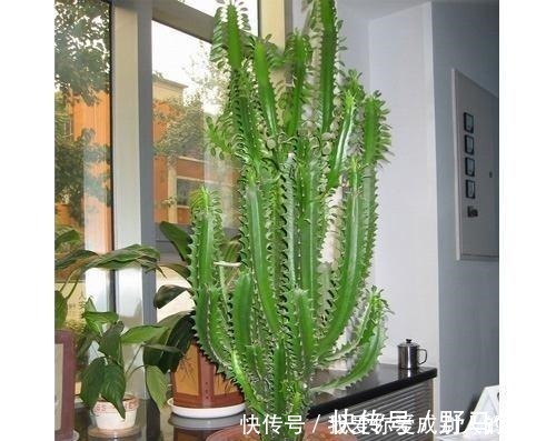 龙骨|什么发财树,平安树,不如这2种“老树”好养,大气,富贵又镇宅!