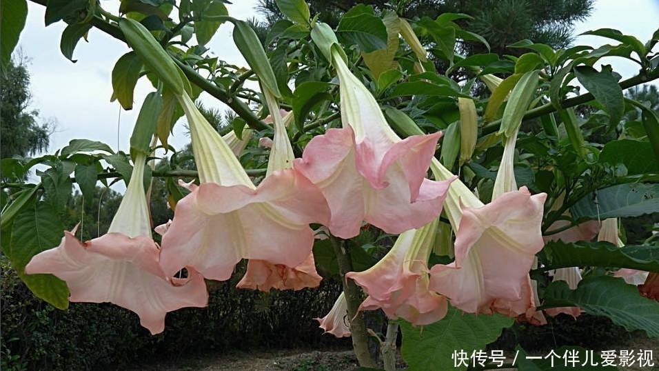 简单|历史上“蒙汗药”成分其实很简单,大多人都听说过,解药随处可见