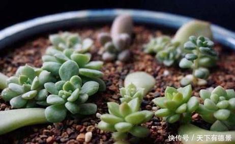 小牡丹|6种“漂亮花”,枝条剁8段,扦插就成活,开花似“小牡丹”
