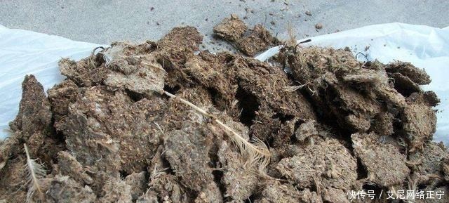 营养土还在花钱买?几种东西“掺一点”,土壤“肥得流油”!