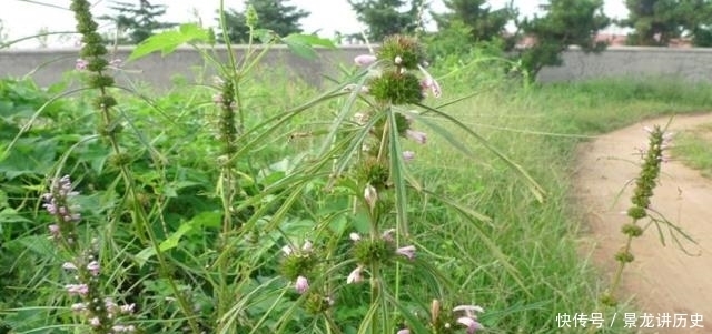 切勿|此为“益母草”,请辨认好,切勿当杂草,因为太珍贵了