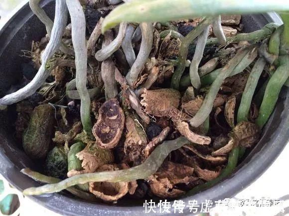 养花|老花匠:扔4种“东西”,就是扔钱,比花肥还好用,不花钱!